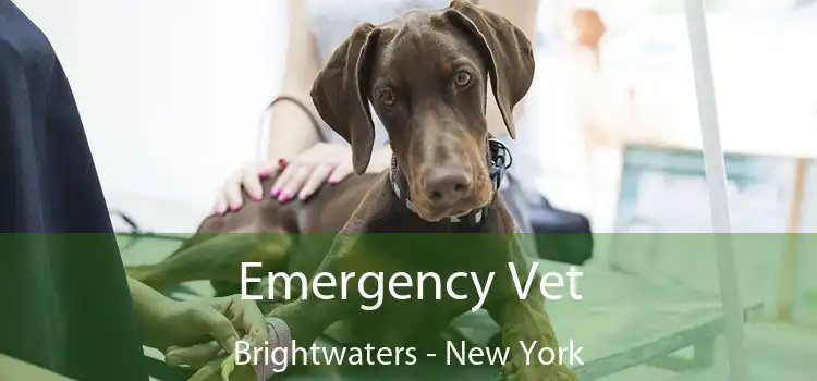 Emergency Vet Brightwaters - New York