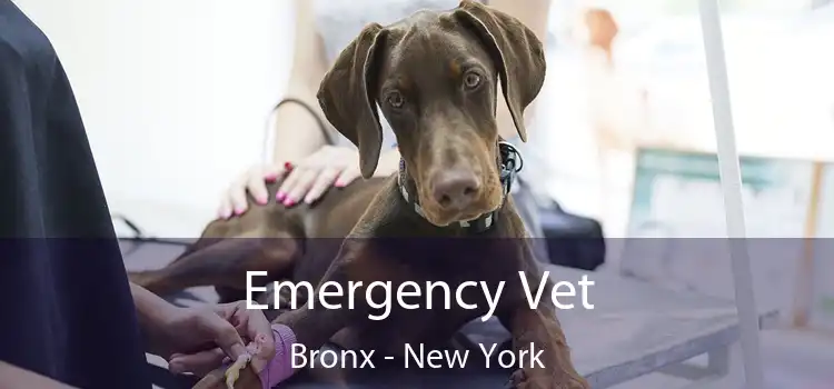 Emergency Vet Bronx - New York