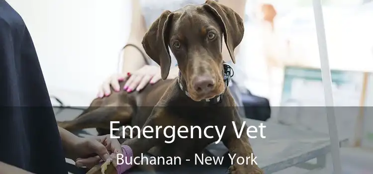 Emergency Vet Buchanan - New York