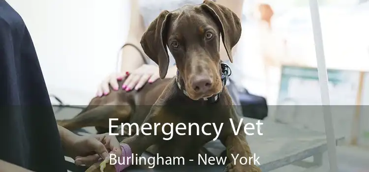 Emergency Vet Burlingham - New York