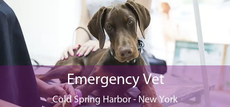 Emergency Vet Cold Spring Harbor - New York