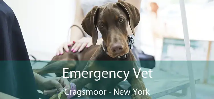 Emergency Vet Cragsmoor - New York