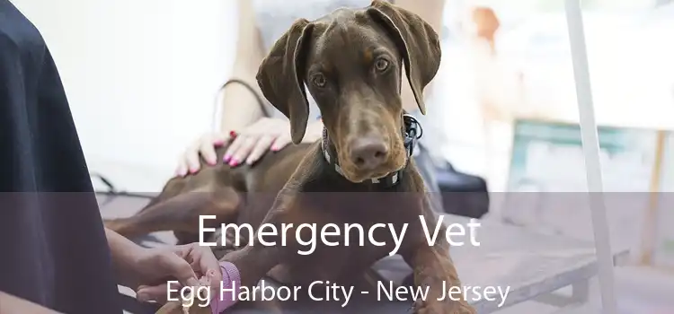 Emergency Vet Egg Harbor City - New Jersey