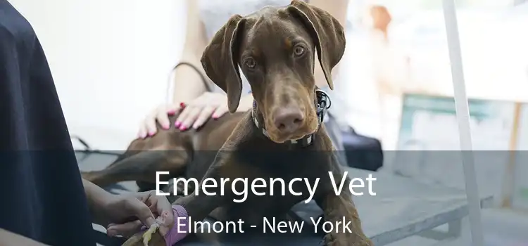 Emergency Vet Elmont - New York