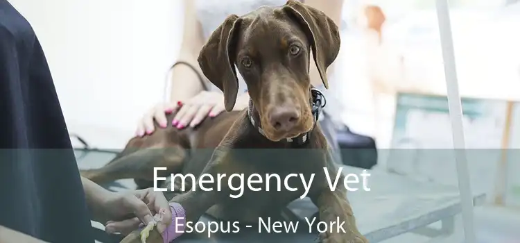 Emergency Vet Esopus - New York