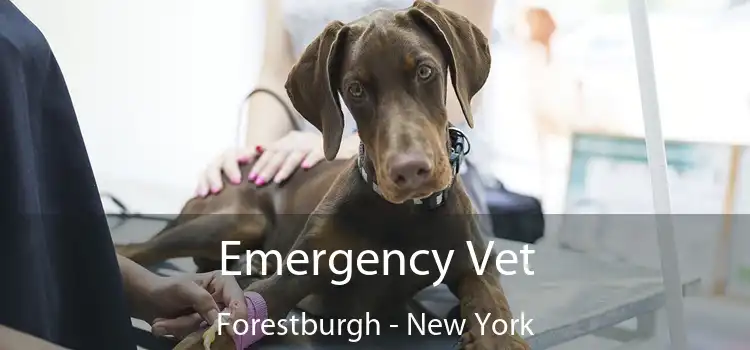 Emergency Vet Forestburgh - New York