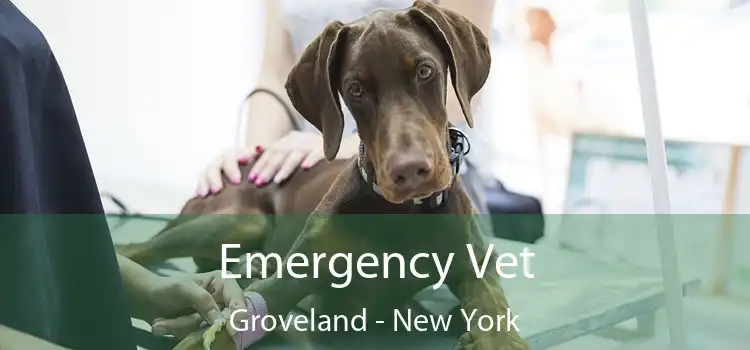 Emergency Vet Groveland - New York