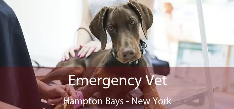 Emergency Vet Hampton Bays - New York