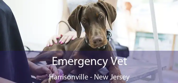 Emergency Vet Harrisonville - New Jersey