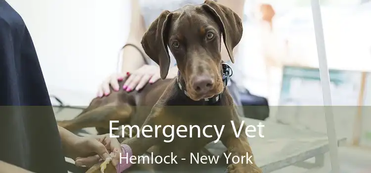 Emergency Vet Hemlock - New York