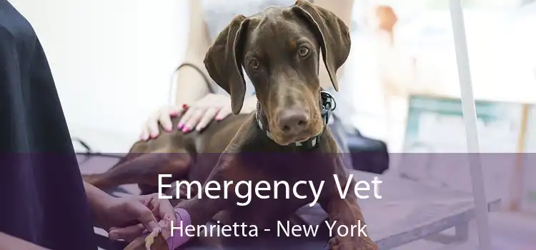 Emergency Vet Henrietta - New York