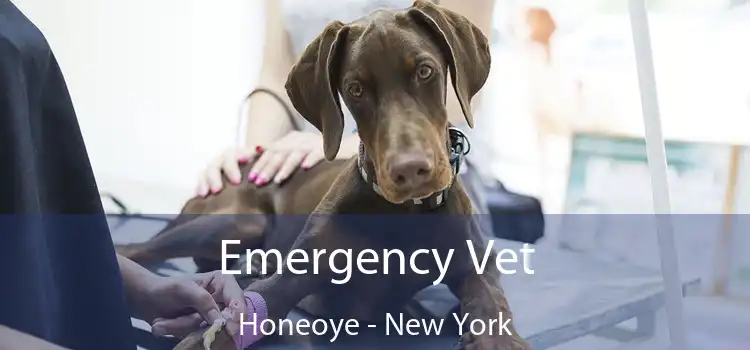 Emergency Vet Honeoye - New York