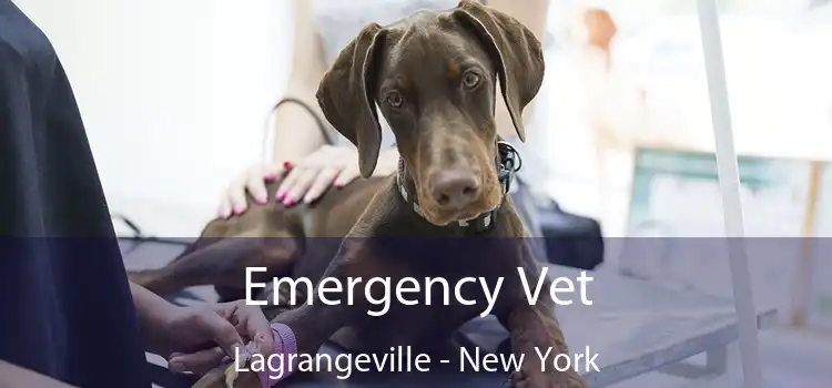 Emergency Vet Lagrangeville - New York