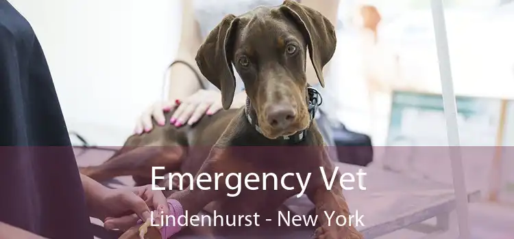 Emergency Vet Lindenhurst - New York