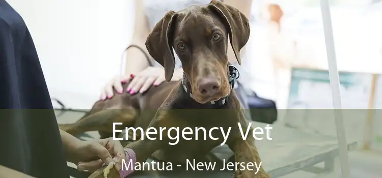 Emergency Vet Mantua - New Jersey