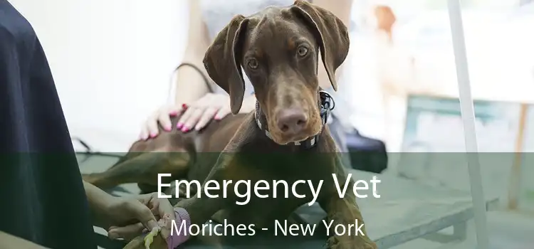 Emergency Vet Moriches - New York