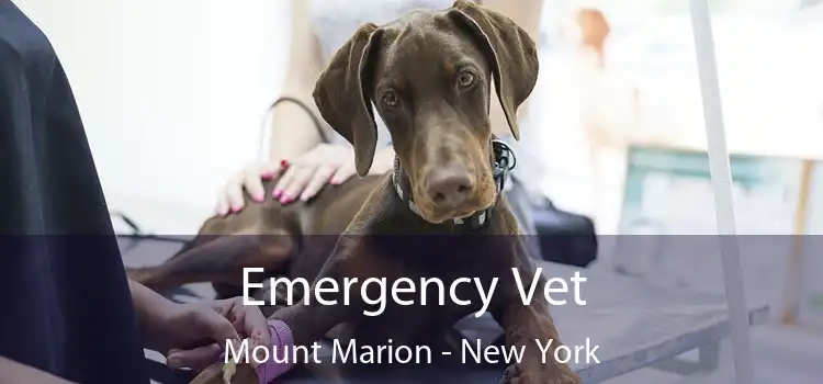 Emergency Vet Mount Marion - New York