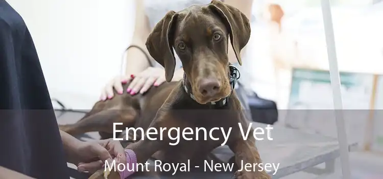 Emergency Vet Mount Royal - New Jersey