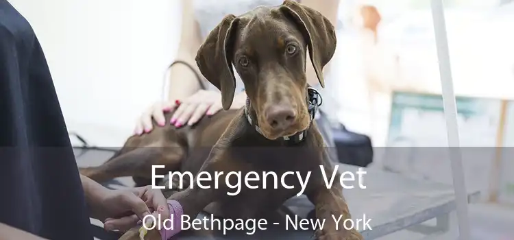 Emergency Vet Old Bethpage - New York