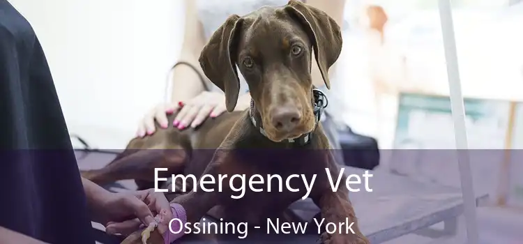 Emergency Vet Ossining - New York