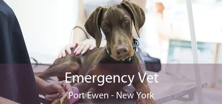 Emergency Vet Port Ewen - New York