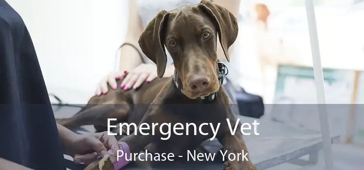 Emergency Vet Purchase - New York