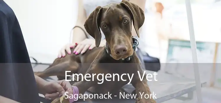 Emergency Vet Sagaponack - New York