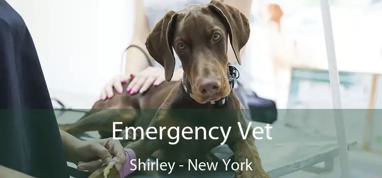 Emergency Vet Shirley - New York