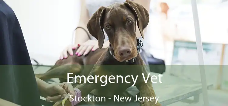 Emergency Vet Stockton - New Jersey