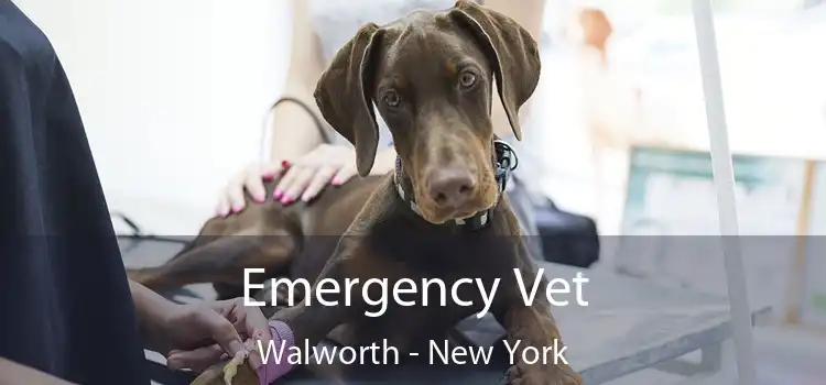 Emergency Vet Walworth - New York