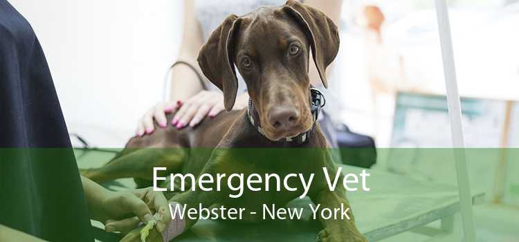 emergency vet new york city