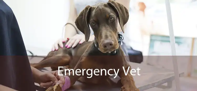 Emergency Vet 