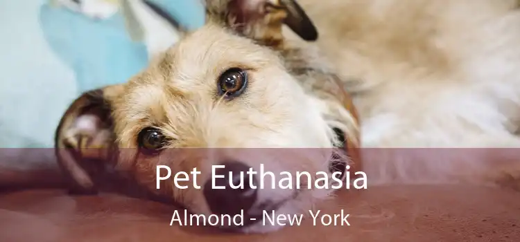 Pet Euthanasia Almond - New York