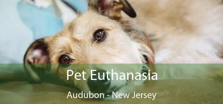 Pet Euthanasia Audubon - New Jersey