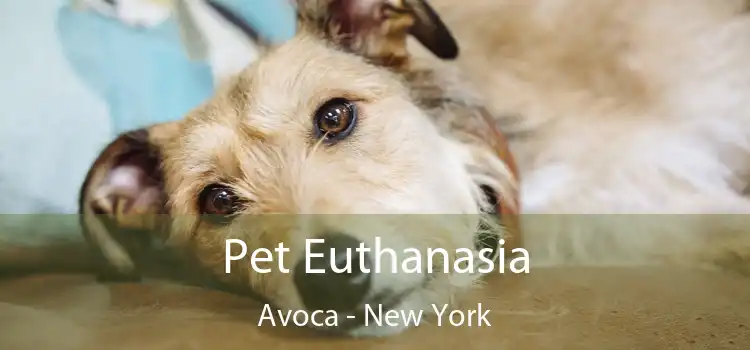 Pet Euthanasia Avoca - New York