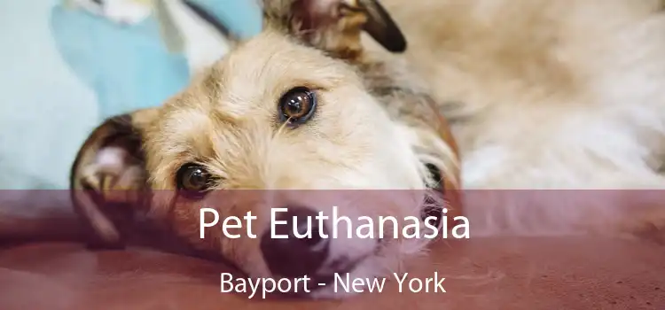 Pet Euthanasia Bayport - New York