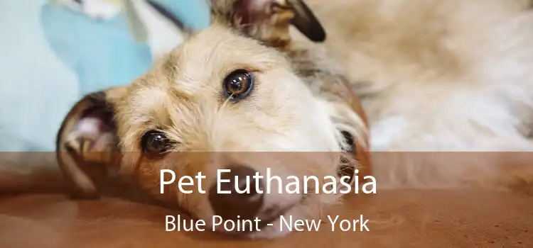 Pet Euthanasia Blue Point - New York