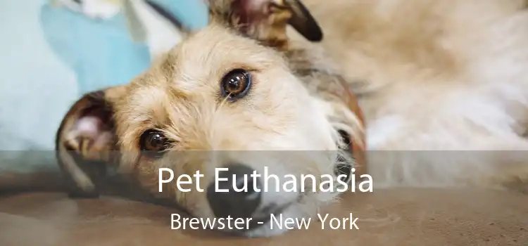 Pet Euthanasia Brewster - New York