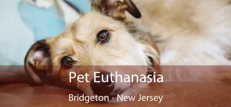 Pet Euthanasia Bridgeton - New Jersey