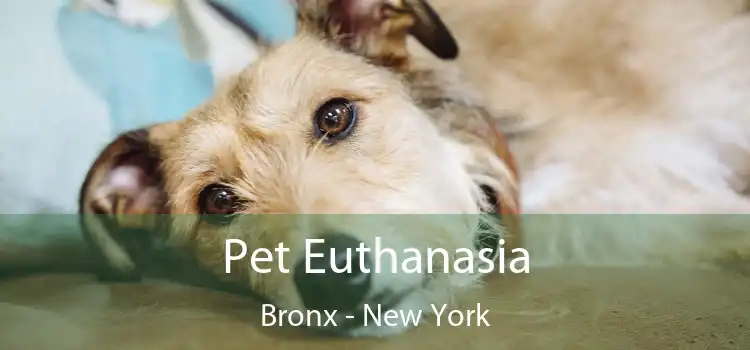 Pet Euthanasia Bronx - New York