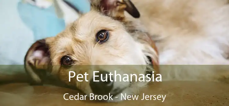 Pet Euthanasia Cedar Brook - New Jersey