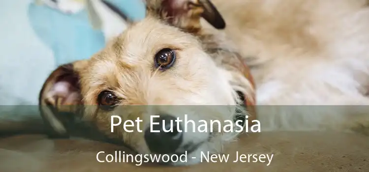 Pet Euthanasia Collingswood - New Jersey