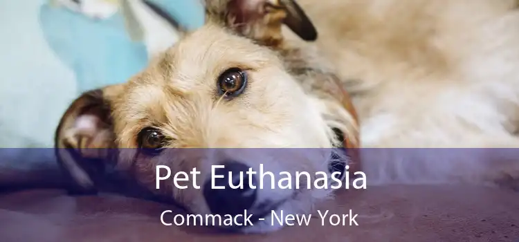 Pet Euthanasia Commack - New York