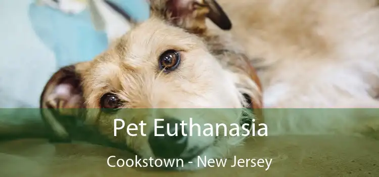 Pet Euthanasia Cookstown - New Jersey