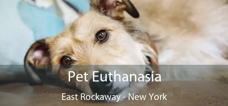 Pet Euthanasia East Rockaway - New York