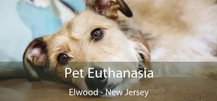 Pet Euthanasia Elwood - New Jersey