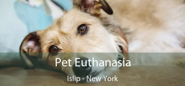 Pet Euthanasia Islip - New York