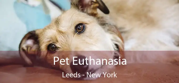 Pet Euthanasia Leeds - New York