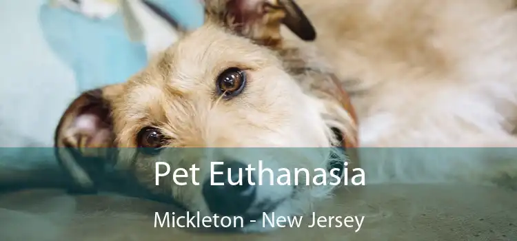 Pet Euthanasia Mickleton - New Jersey