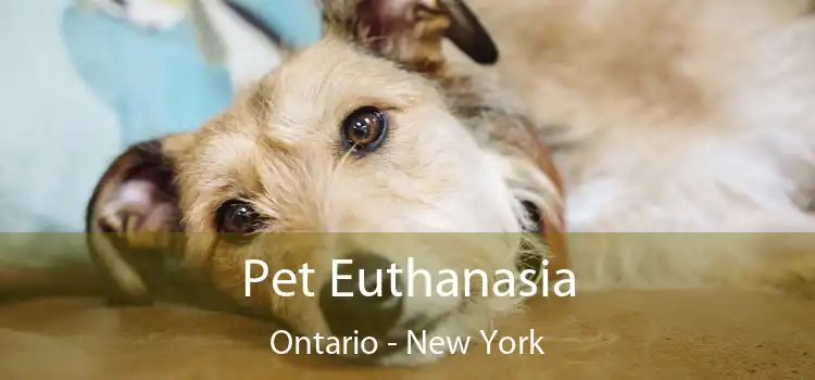 Pet Euthanasia Ontario - New York